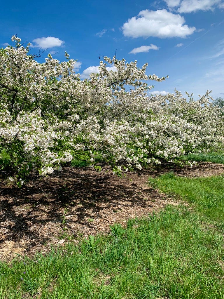photo of short trees with reaching branches covered in white blooms.