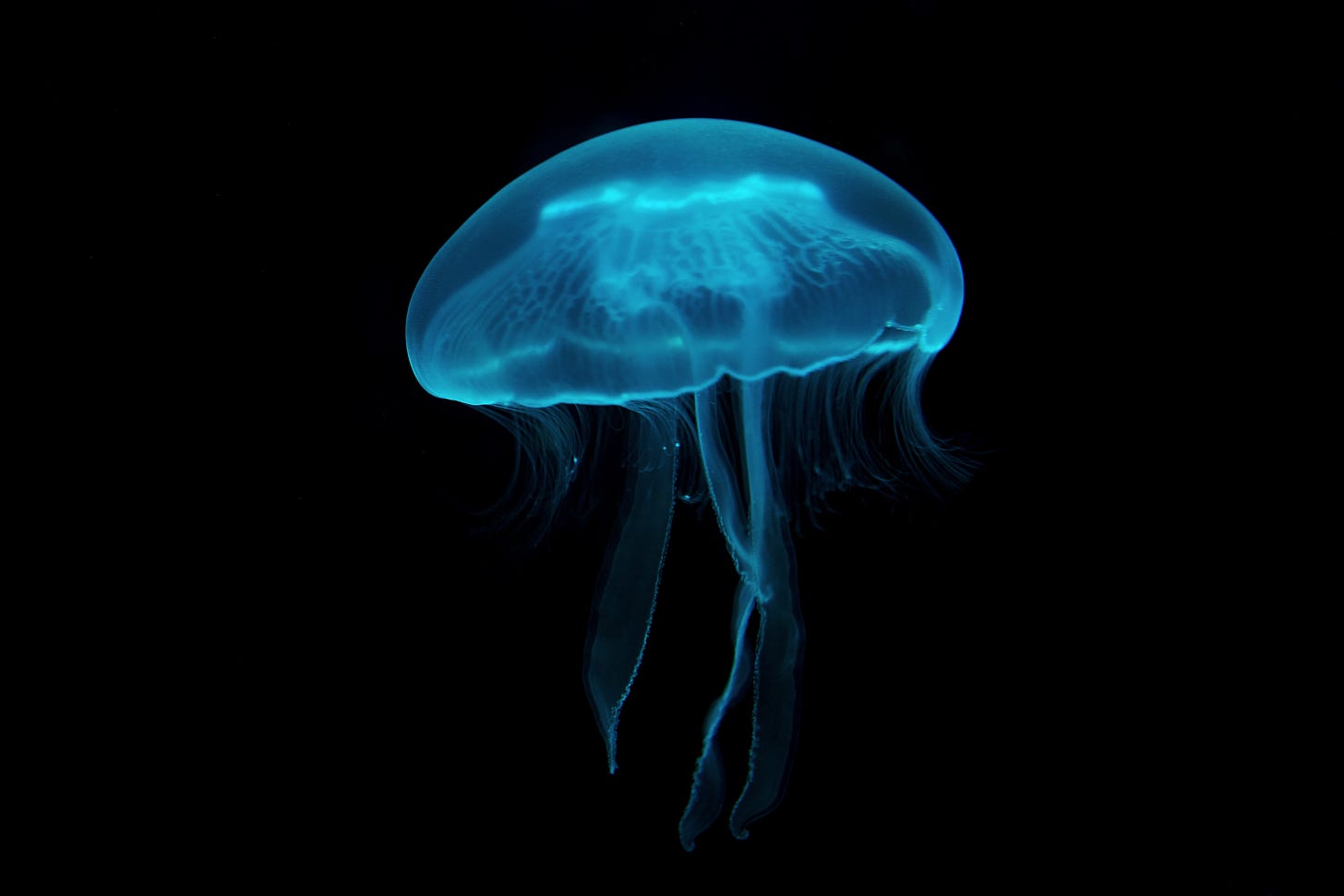 blue jellyfish on black background