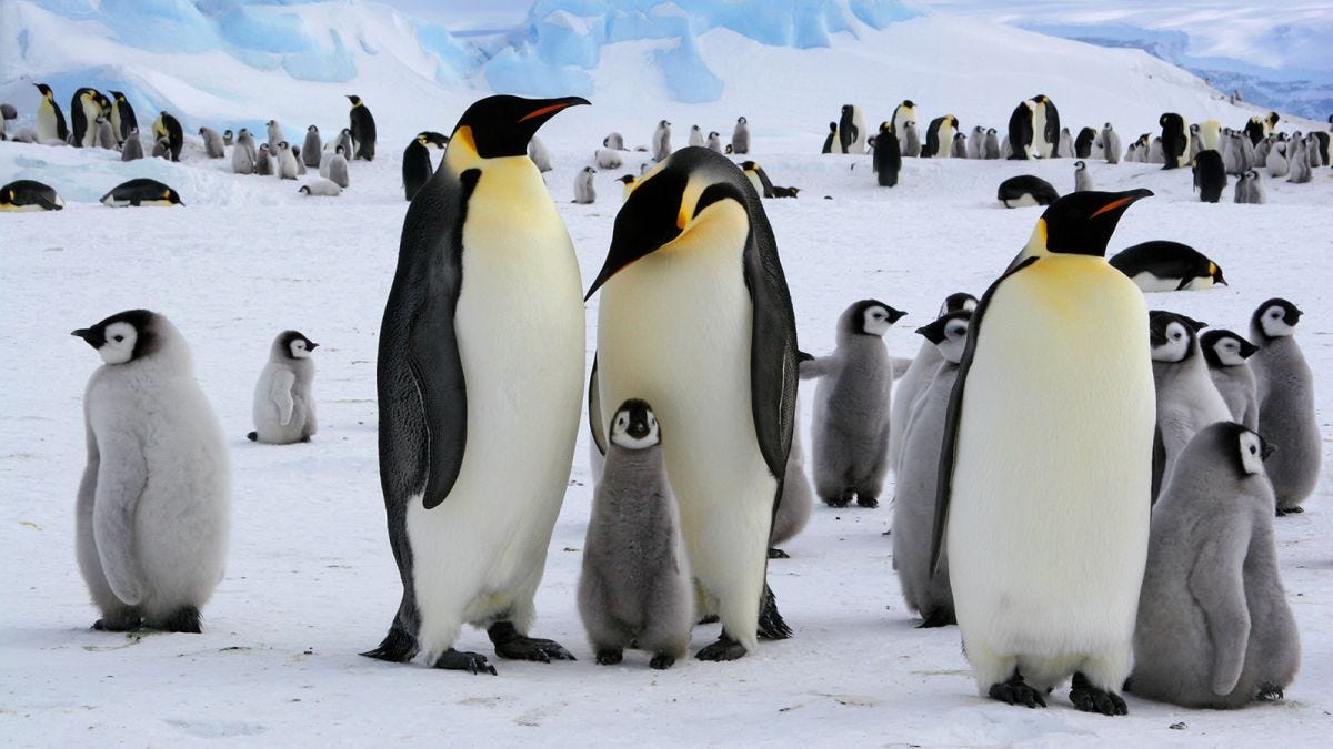 Emperor penguins at risk of extinction due to climate crisis | CNN