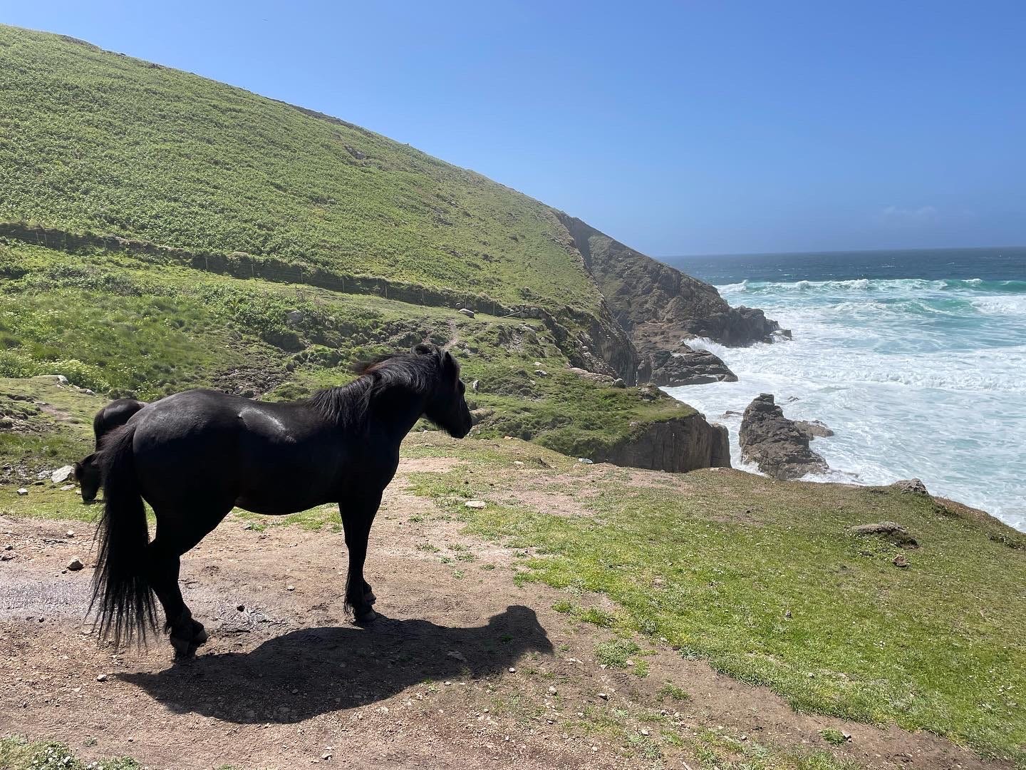 Colour photo of a black pony standing on a coastaline and looking out to the sea.