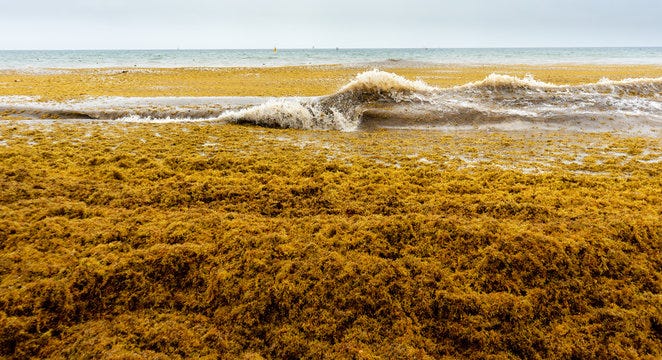 Sargassum Images – Browse 2,297 Stock Photos, Vectors, and Video | Adobe  Stock