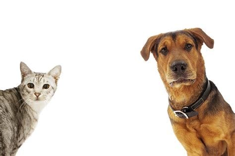 Cat And Dog Wallpapers High Quality | Download Free