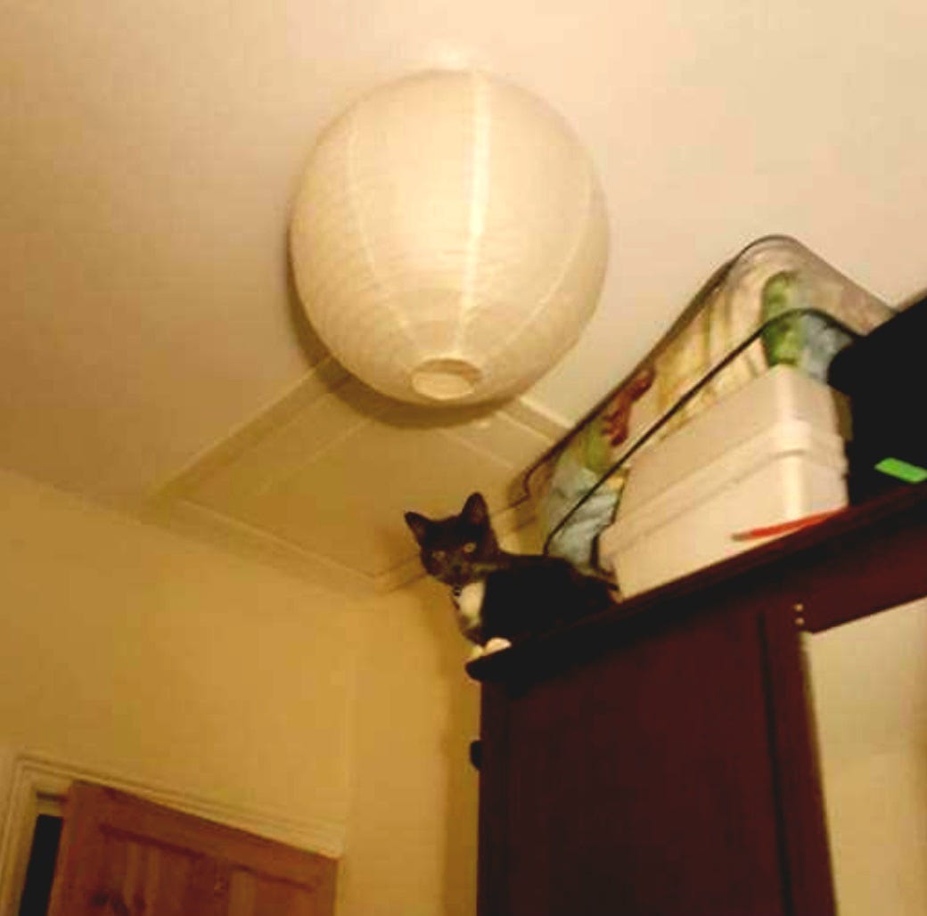 A grey & white tuxedo cat, perched on the edge of a high wardrobe, just beneath a lampshade, with some misc things behind her on the wardrobe.