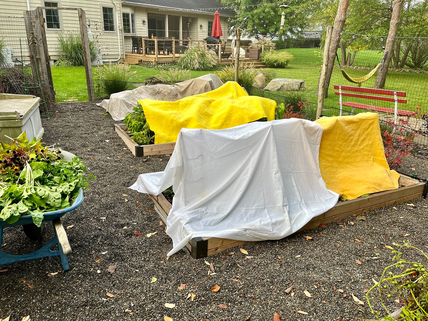 Raised garden beds covered with blankets