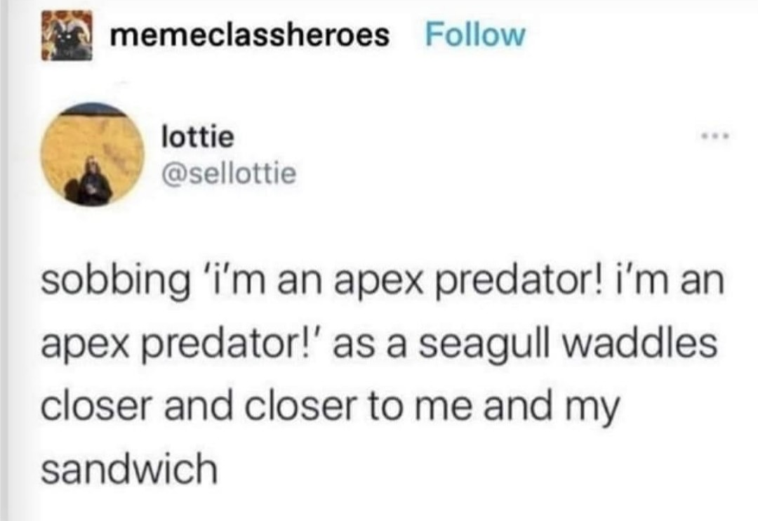 A screenshot of a post by memeclassheroes, lottie @sellottie that says ‘sobbing ‘i’m an apex predator! i’m an apex predator!’ as a seagull waddles closer and closer to me and my sandwich’.