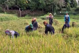 Marsialop Ari Harian Bolon Edukasi Wisata Budaya | Gaya Hidup