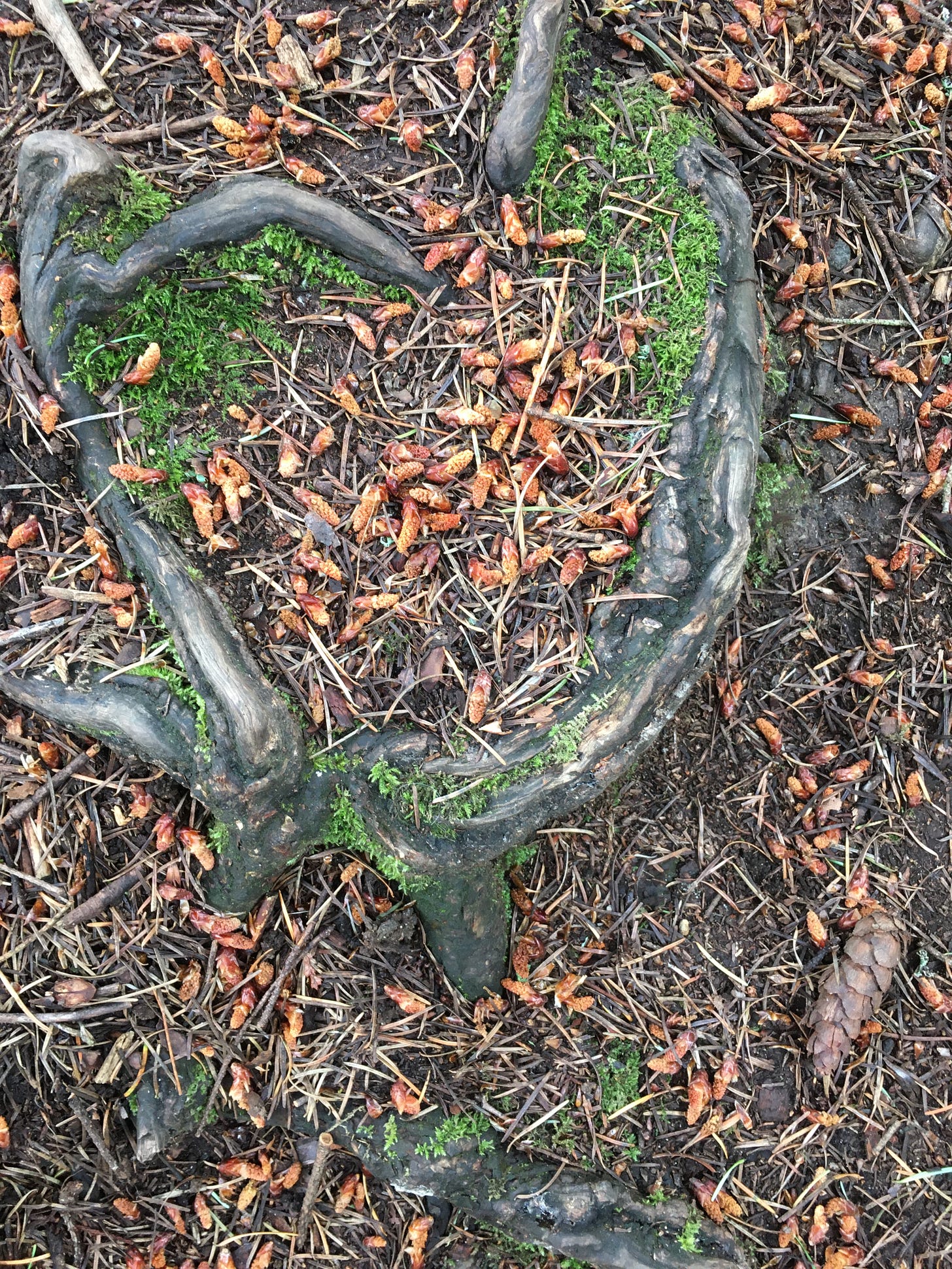 right in the middle of a frequented forested path sits tree roots in the shape of a raised heart with moss growing at both humps and base of the heart. Tree seeds, pinecones, and other natural debris tending to the soft earth.