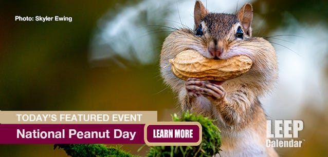Squirl eating a raw peanut