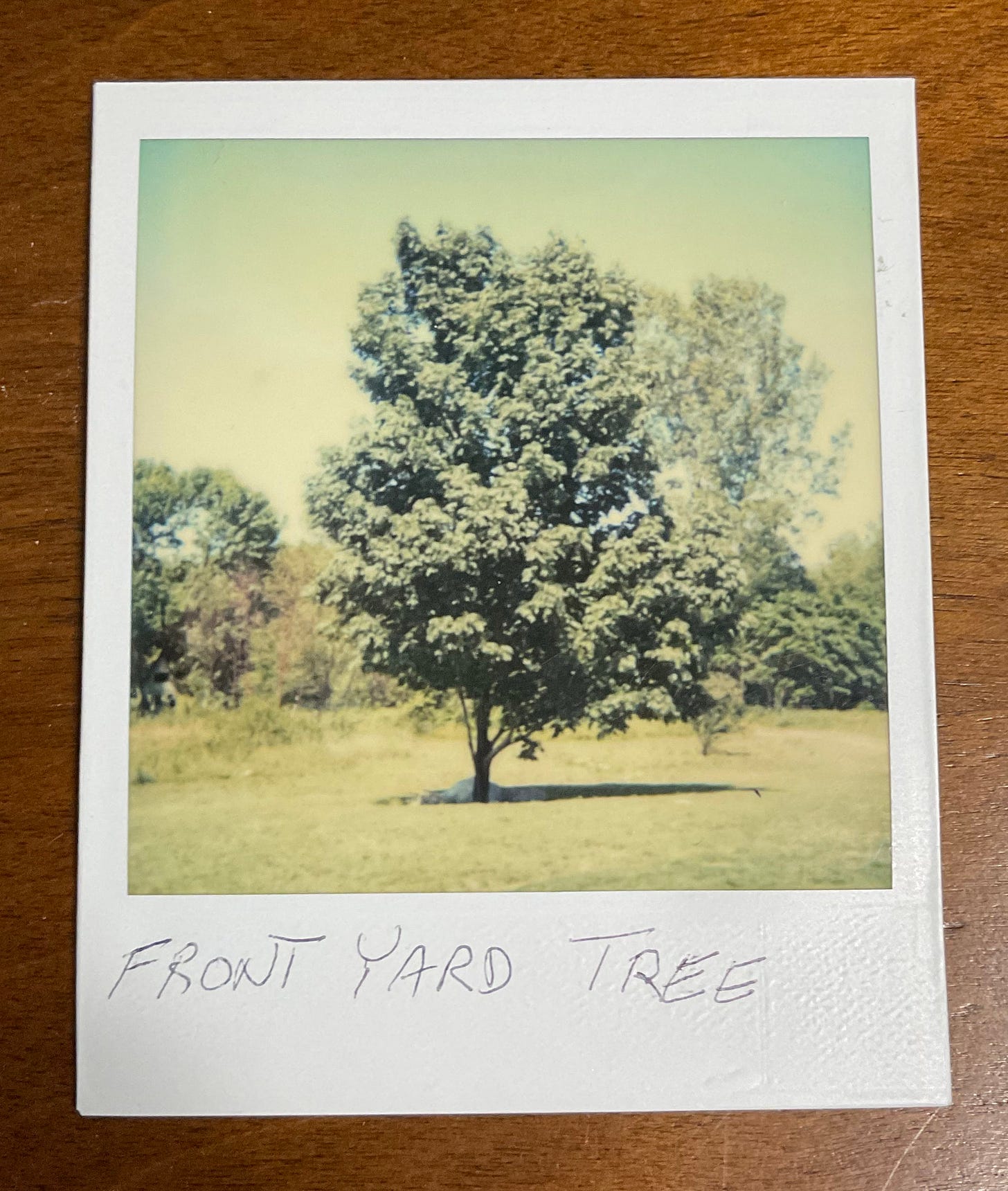 A Polaroid atop a wooden table background. The photo is labeled "FRONT YARD TREE" and depicts a tree of moderate height standing in a yard.