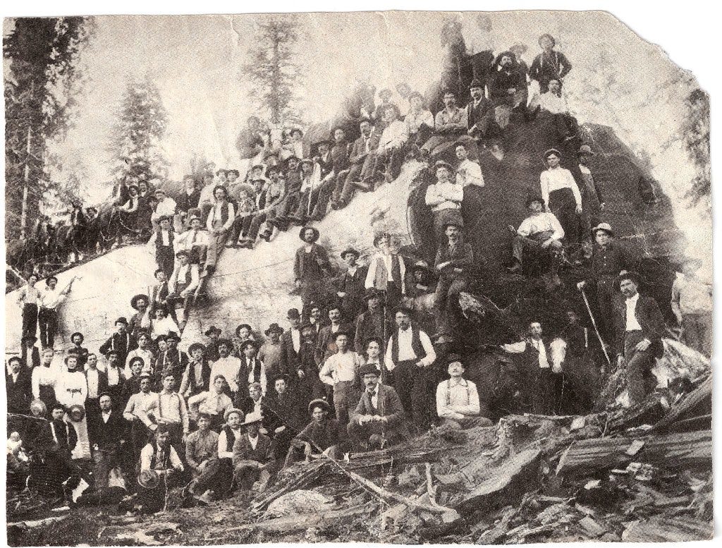 People and Horses on a Gigantic Redwood Log; about 1900.