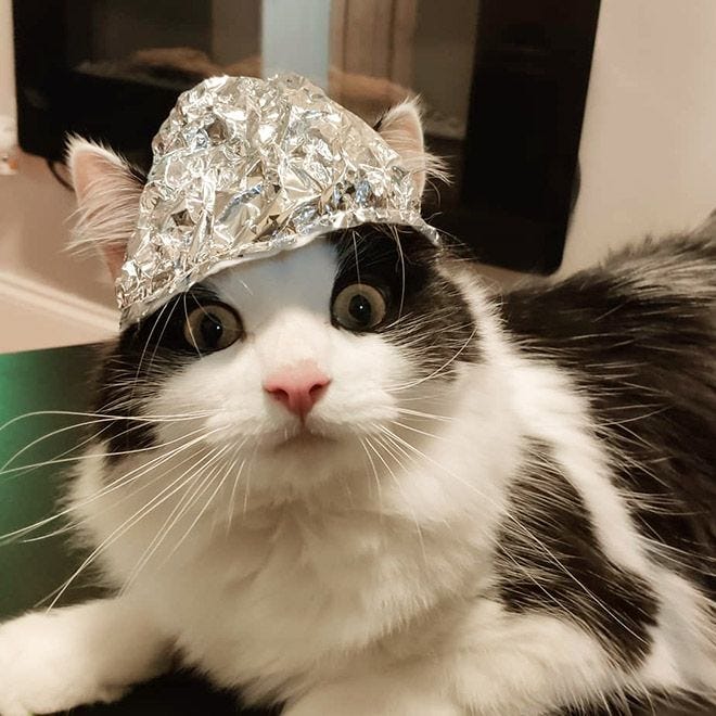 Did You Know That There's a #TinFoilCat Movement That Protects Cats From  Mind Control? | Cats, Tin foil hat, Dog cat