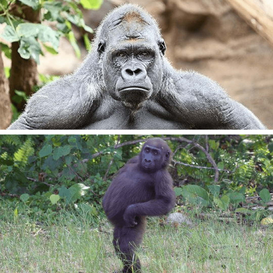   Pictured: What we think we look like when we posture and confidently proclaim our uninformed opinions (above) versus what we actually look like (below).  