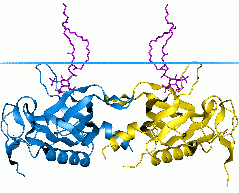 Bruton's tyrosine kinase - Wikipedia