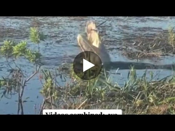 Alligator Eats a drone in Everglades, Florida.