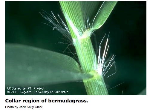 new growth of bermudagrass at each leaf node