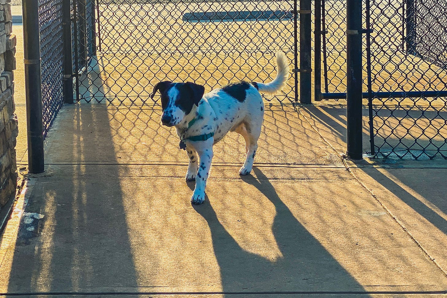 A white and black Aussie shepherd mix puppy standing at the entrance to a dog park, the late summer morning sun streaming behind him.
