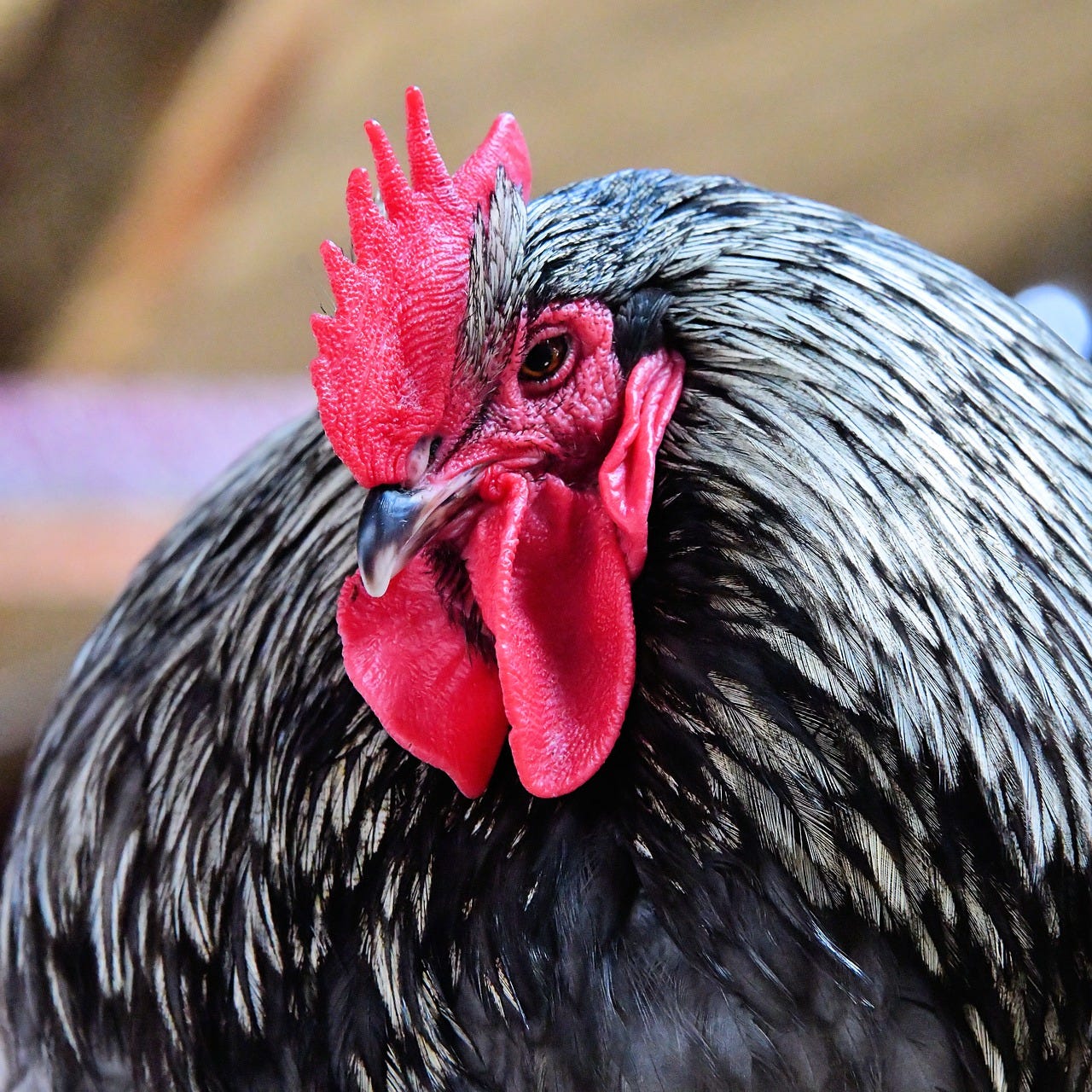 Close up photo of the head of fat rooster with shiny black feathers, bright red cock and comb and red eye against a tan background.