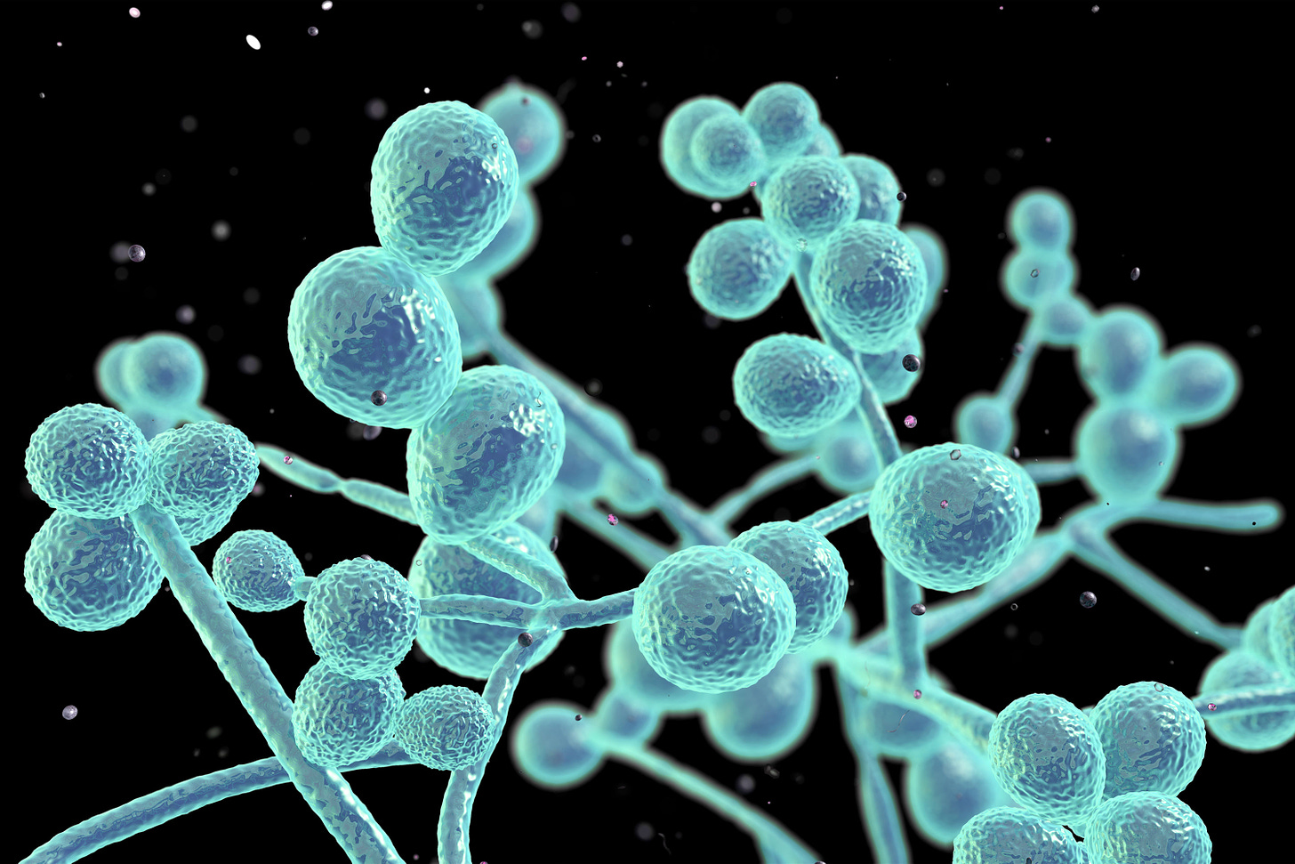 Everything You Need to Know About Candida Albicans