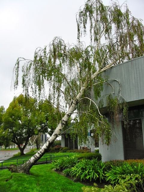 birch tree uprooted after storm