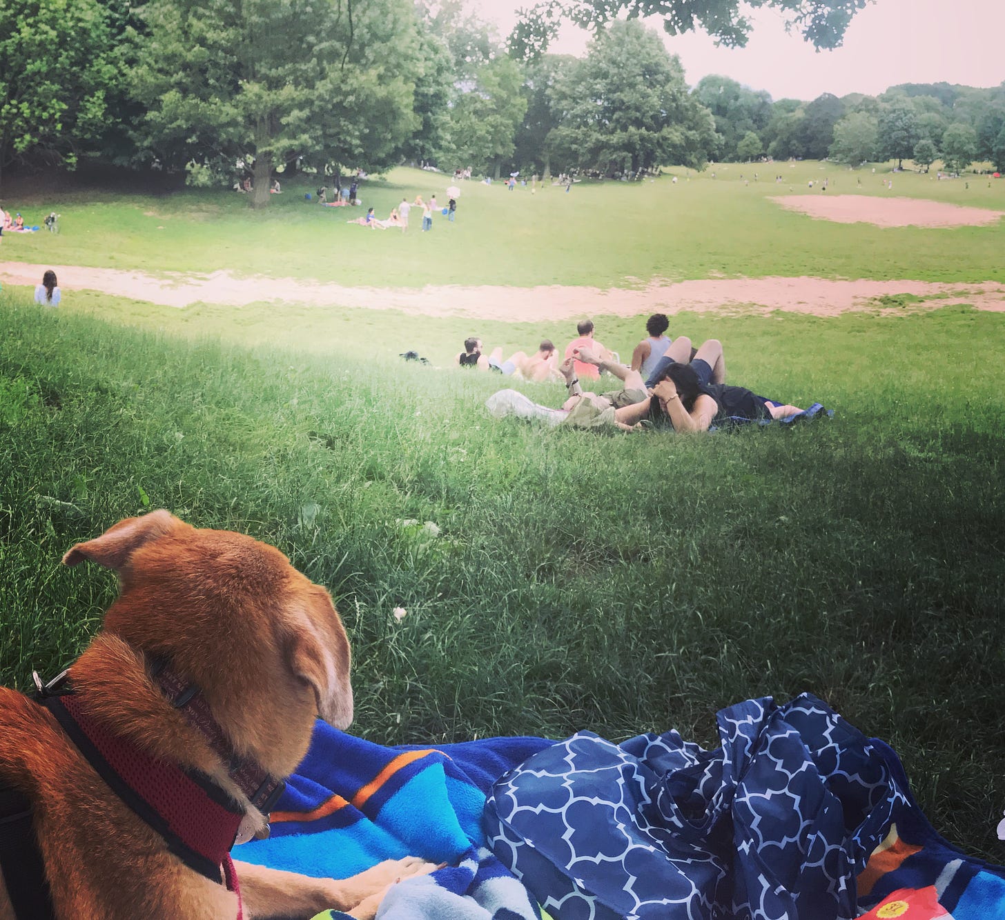 Jack. my rescue dog, looks out over Prospect Park in Brooklyn.