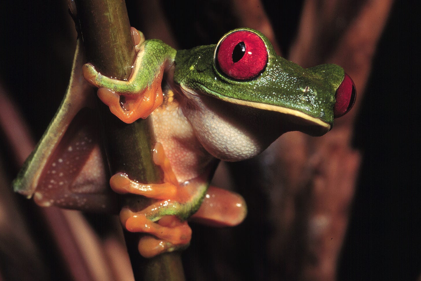 Red-eyed treefrog. I already used this photo in a post, but it's one of my favorites, and it's the right species.
