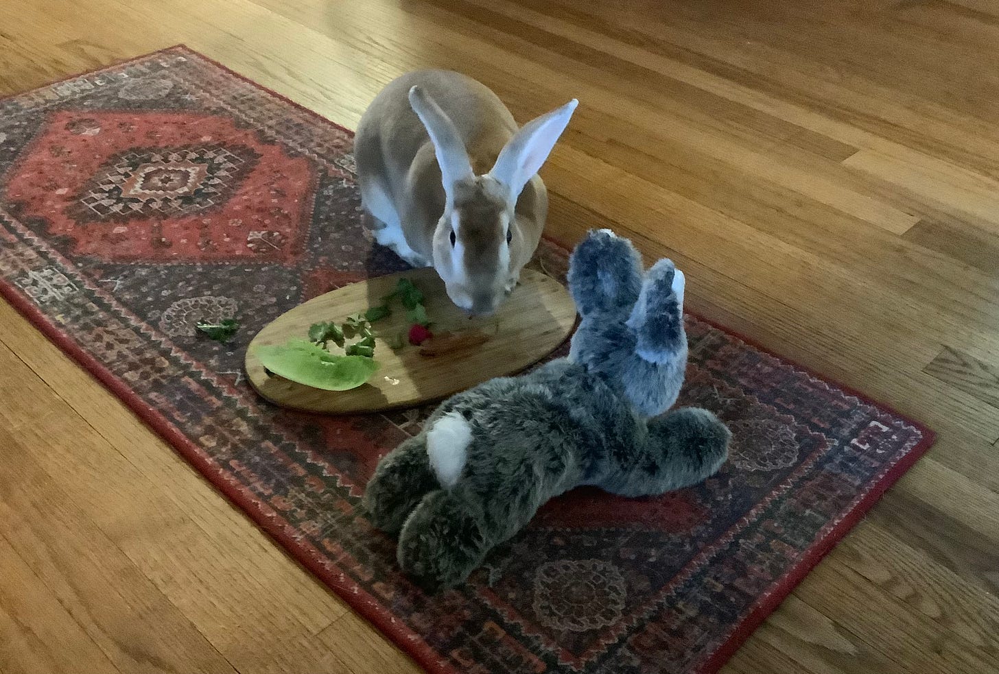 Rabbit munching on vegetables 