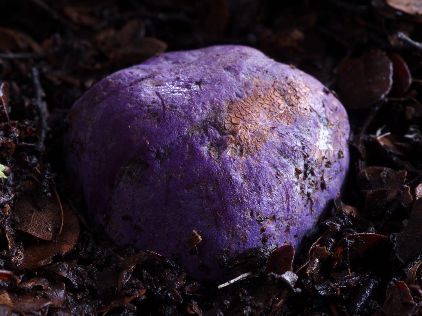 purple potato fungus