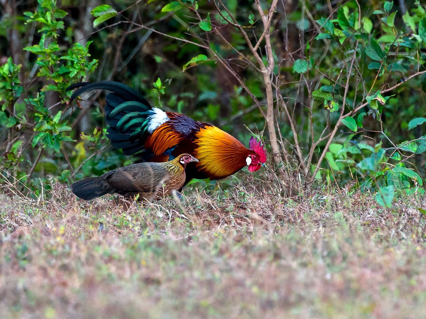 Red Junglefowl - eBird