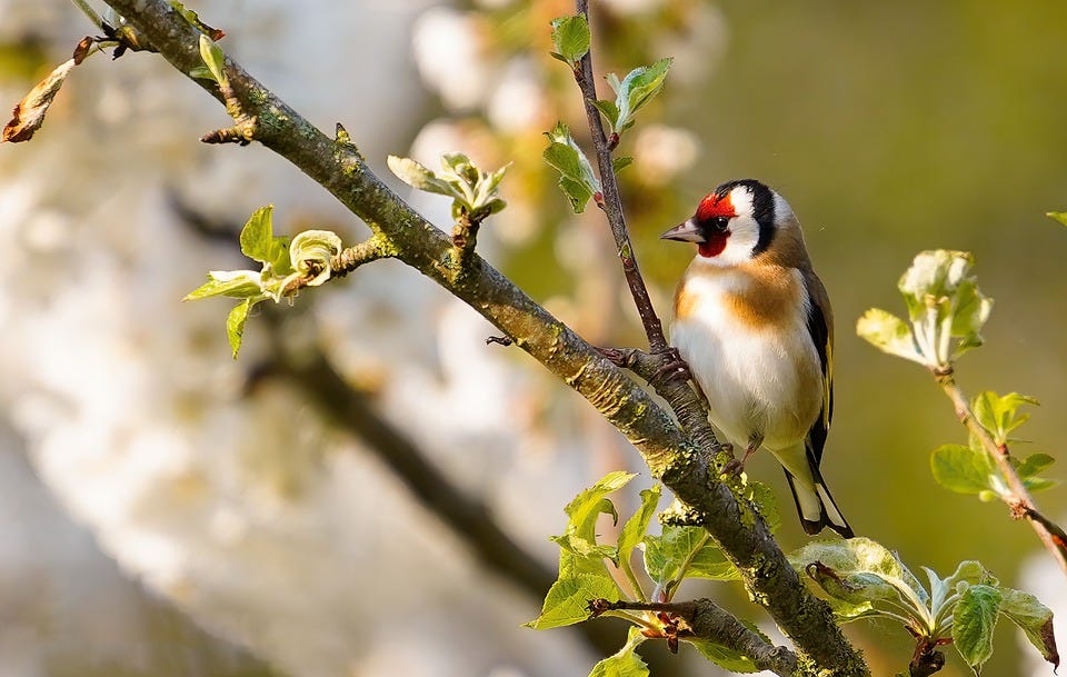 Bird, Goldfinch, Garden, Fauna, Nature, Feathers, Wings