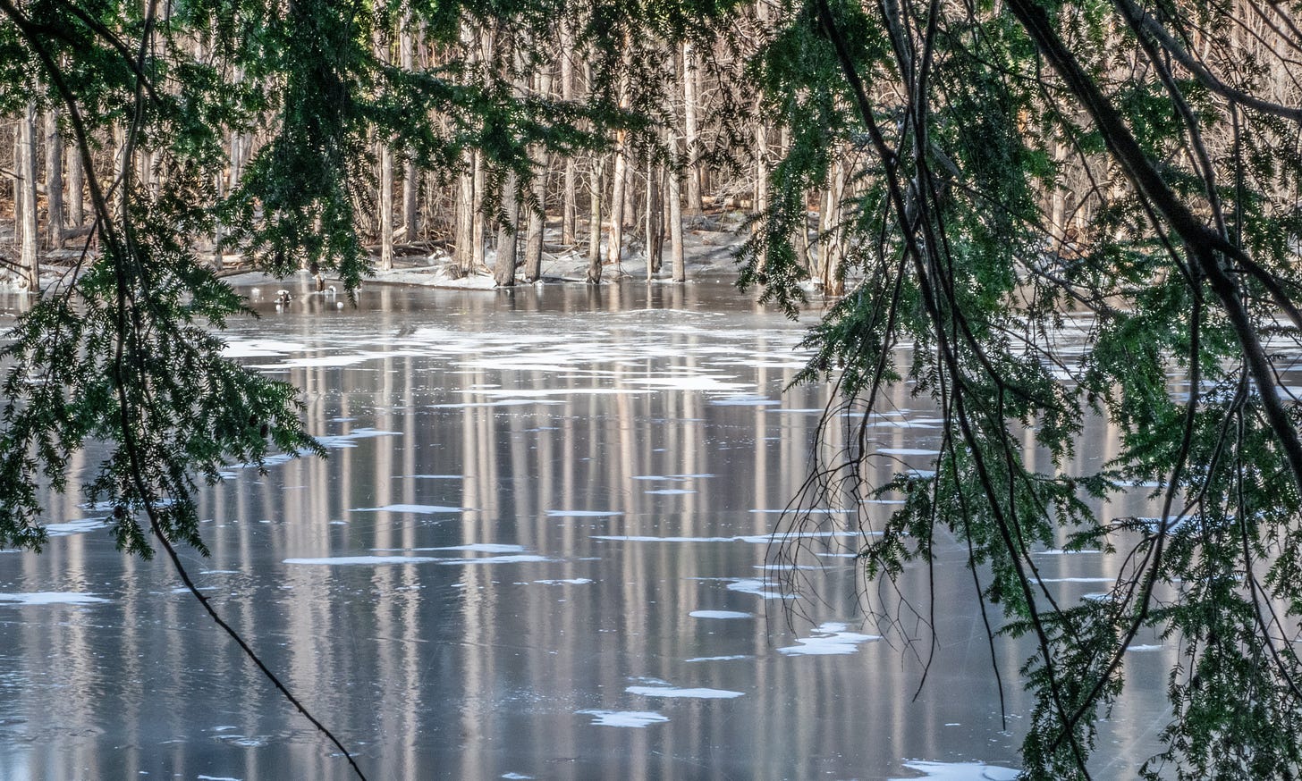 Ice and trees