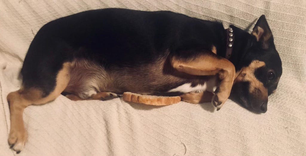 An adorable little black and brown dog cuddling with a piece of white toast