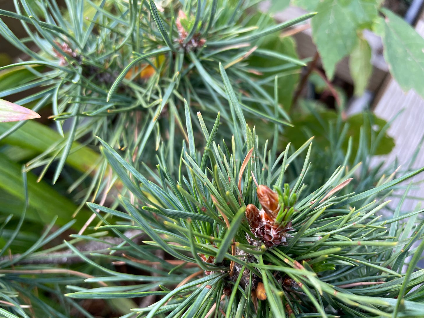 ID: Closeup photo of pine tree branch with brown buds at the tip. Needles are emerging from one of the buds.