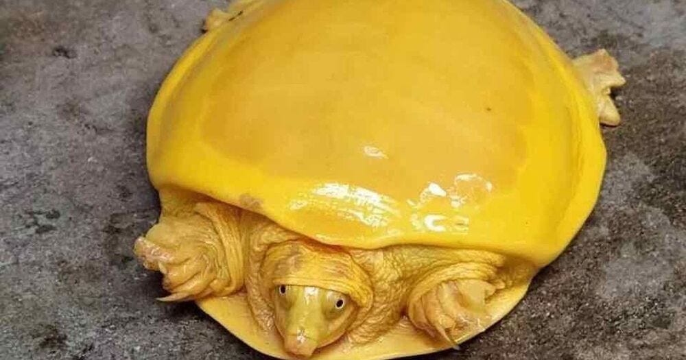 Rare yellow turtle spotted for only second time looks like melted cheese
