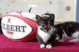 Kittens have been named after England Rugby World Cup stars after they were  found abandoned at a Hampshire stables during the tournament | Daily Echo