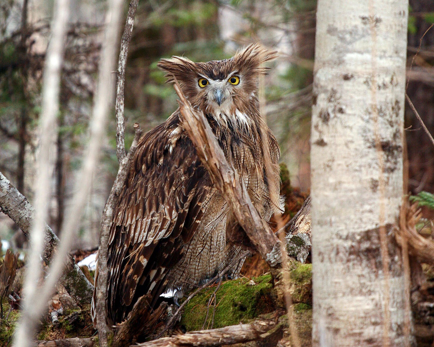 Searching for Elusive Blakiston's Fish Owls in the Ancient Forests of  Primorye | Audubon