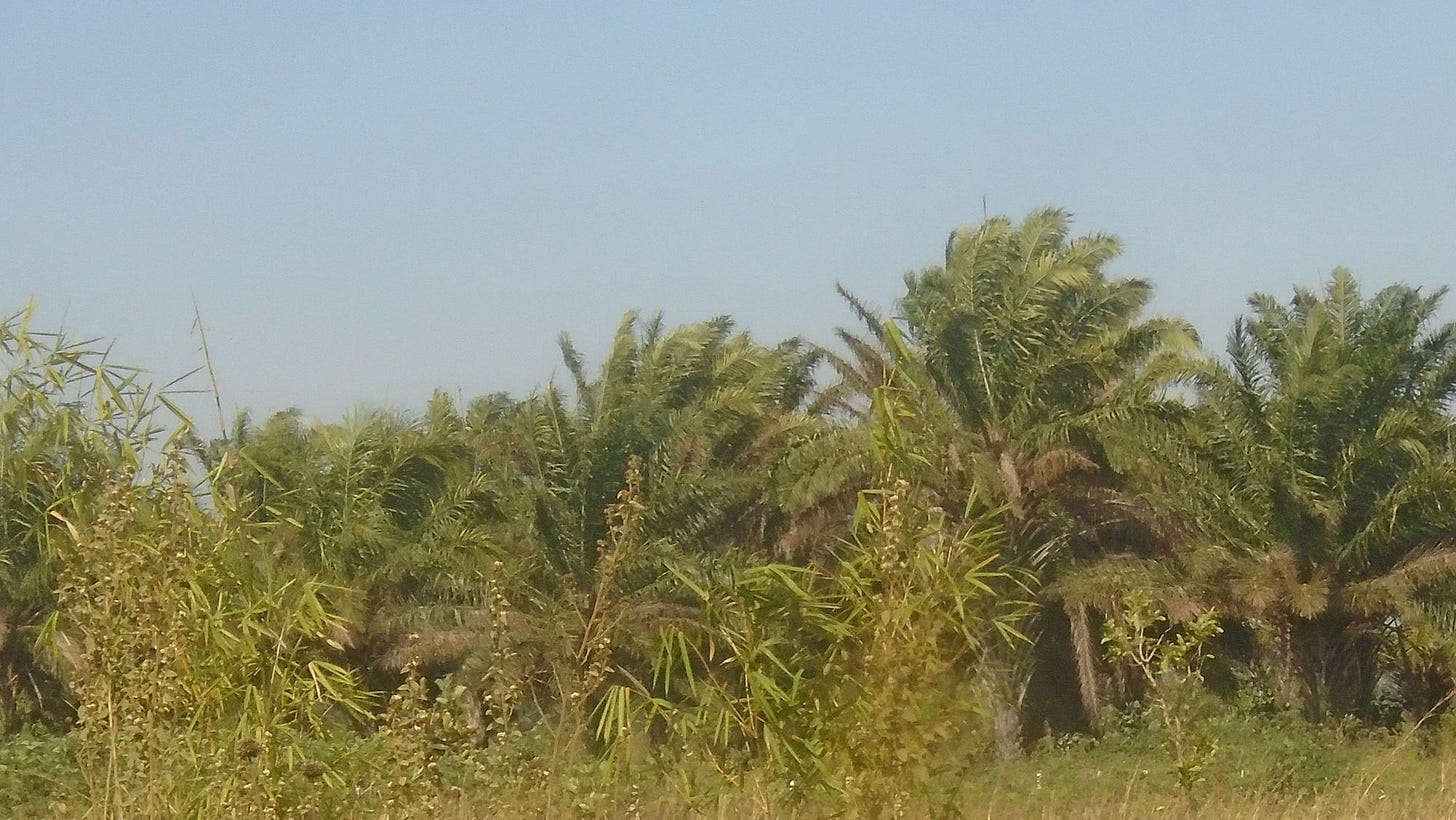 The failed promise of Palm tree Farming
