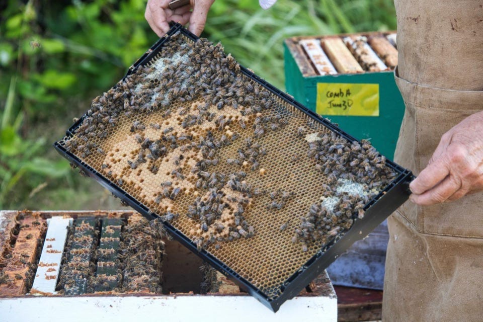Image of beekeeper lifting frame.