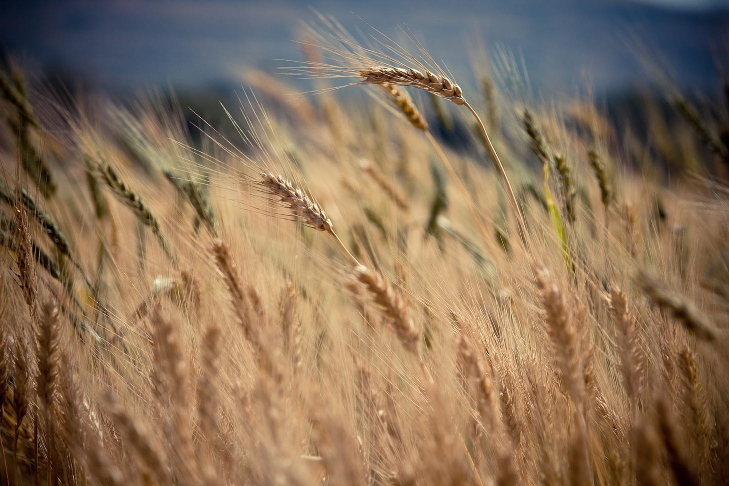 Field of ripe wheat stalks against a dark sky