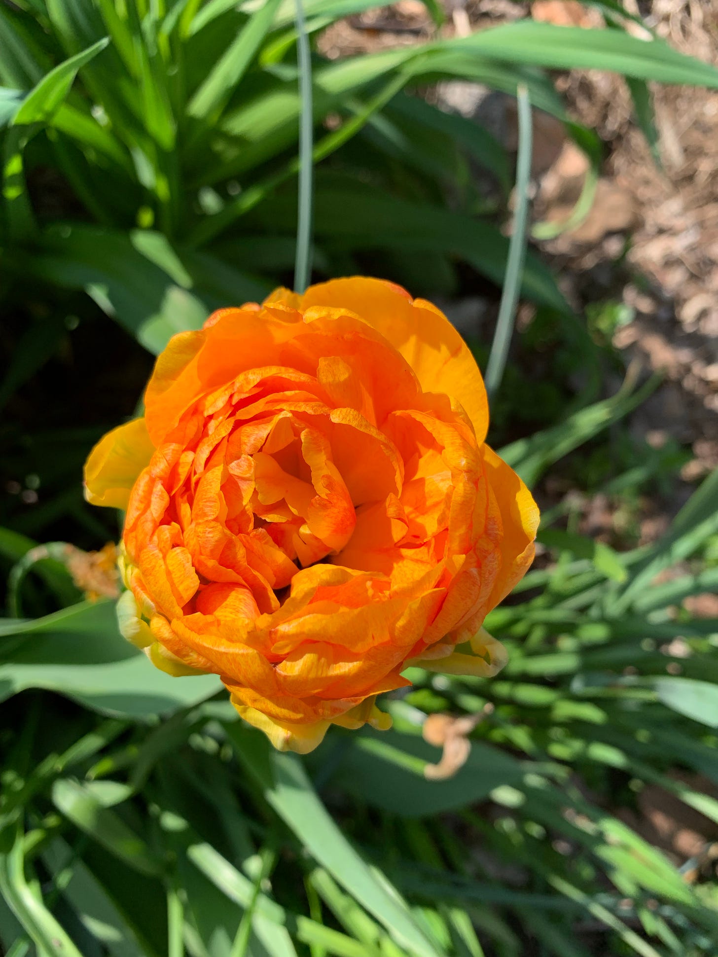 An orange tulip that looks more like a raununculus