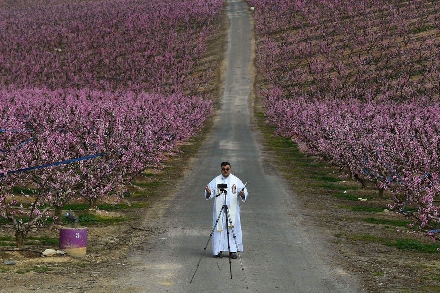 A priest stands alone on a road that runs through a blooming orchard.