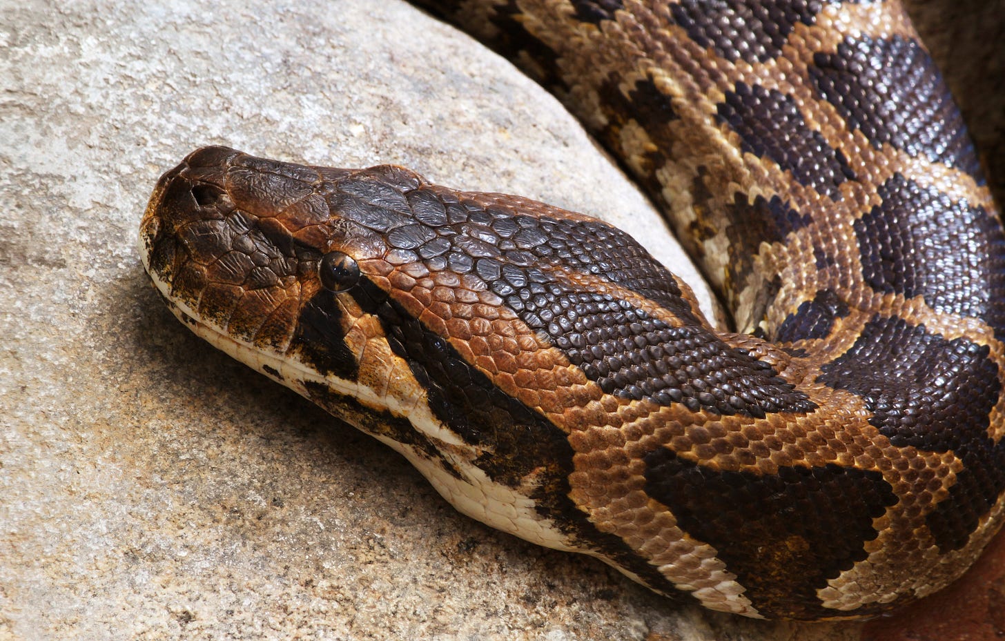 File:Heller Tigerpython Python molurus molurus.jpg - Wikimedia Commons