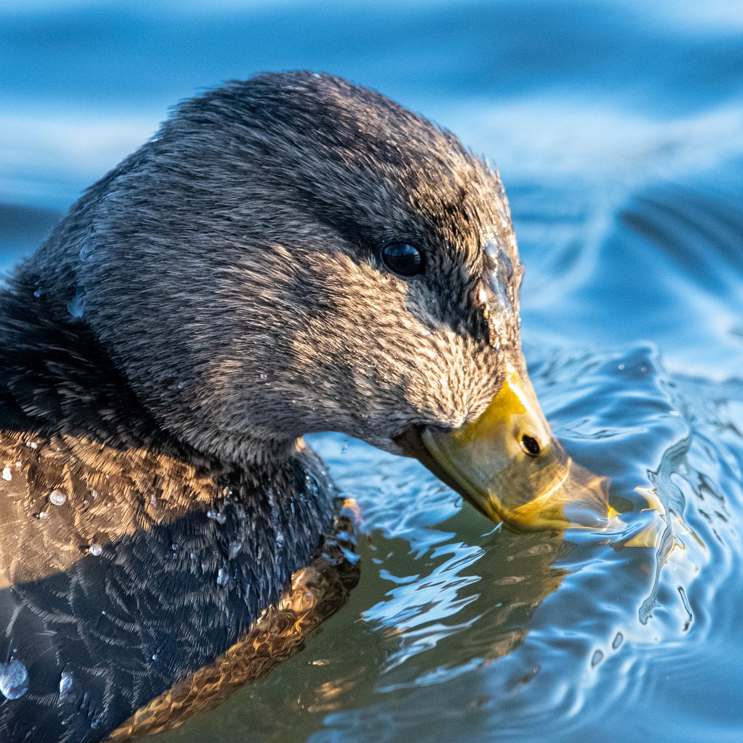 Close-up of an American black duck, dipping its beak under the level of the water