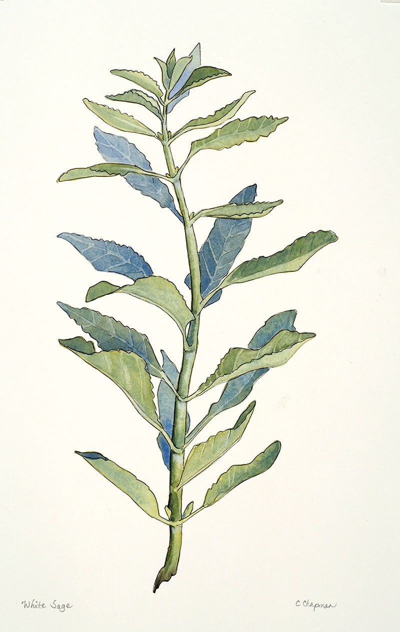 white sage | Botanical drawings, Botanical illustration, Plant ...