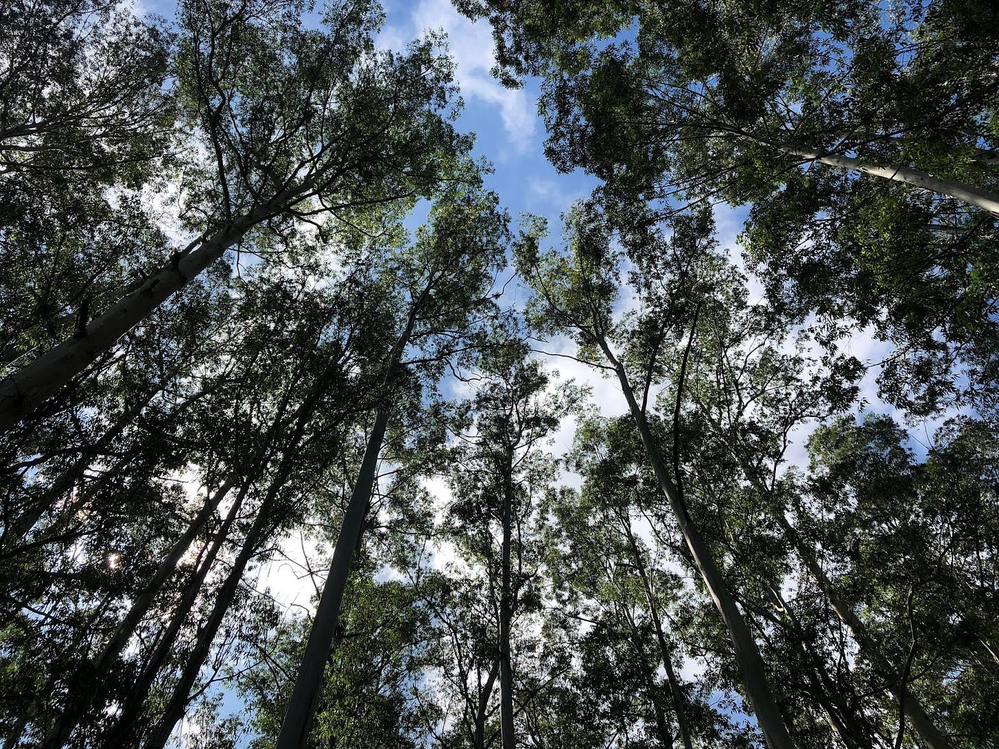 Pine forest on the way to Vattavada