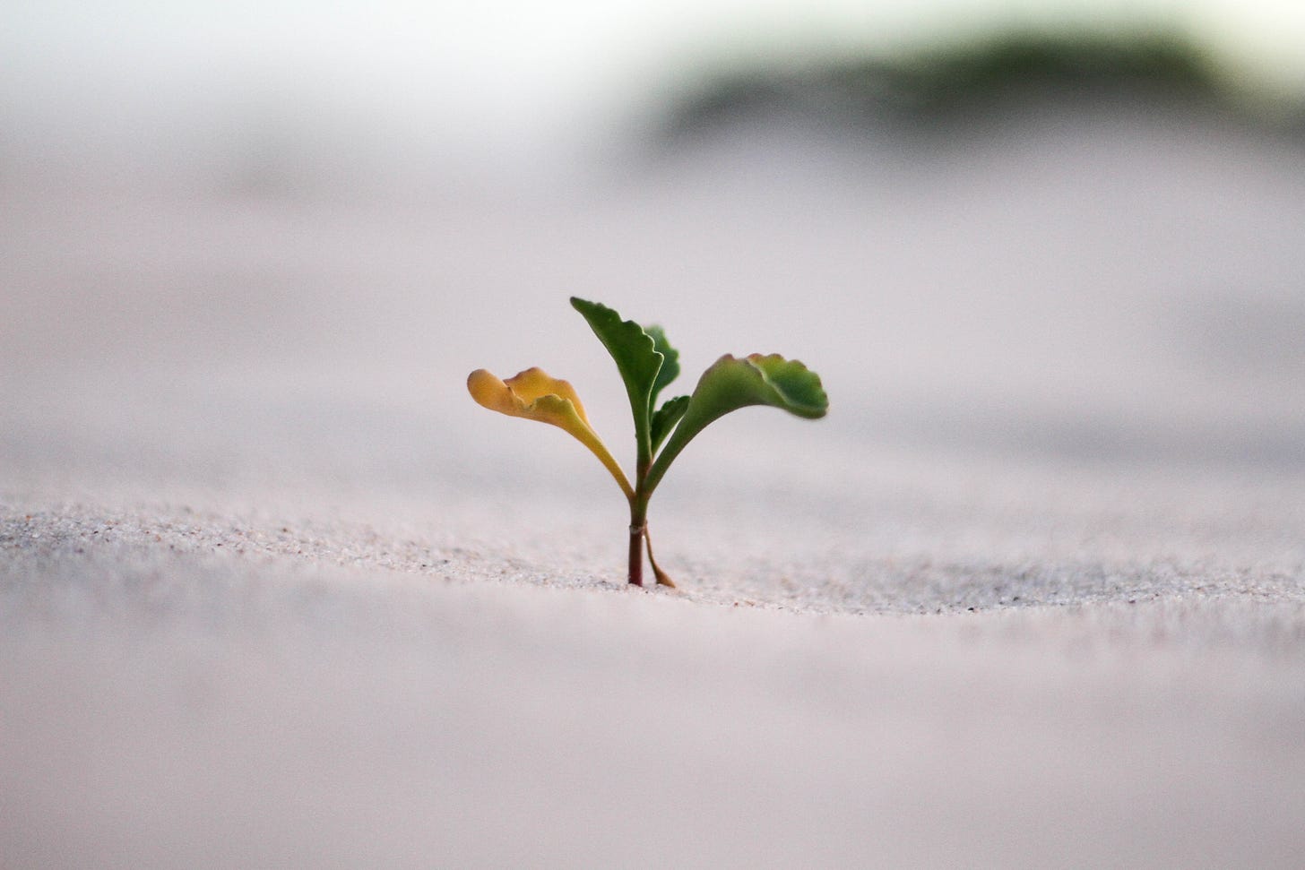A photo of a tiny sapling.