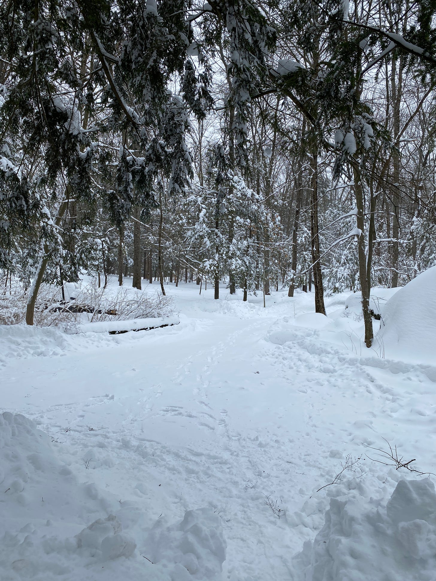 snowy trees