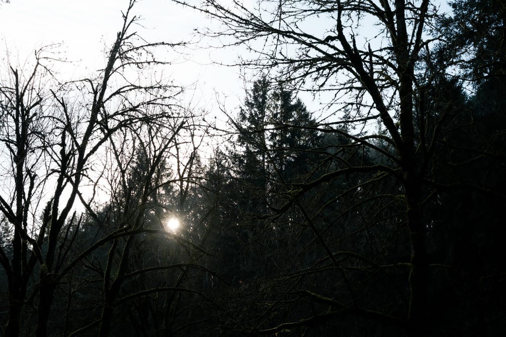 The sunlight sits low on a ridge lined with trees in Forest Park in Portland Oregon, on the shortest day of the year.  