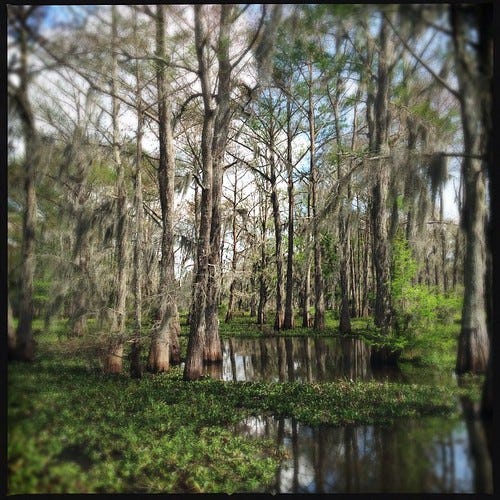 The Atchafalaya Basin swamp. Louisiana at it's most gawjus. #SwampPeople