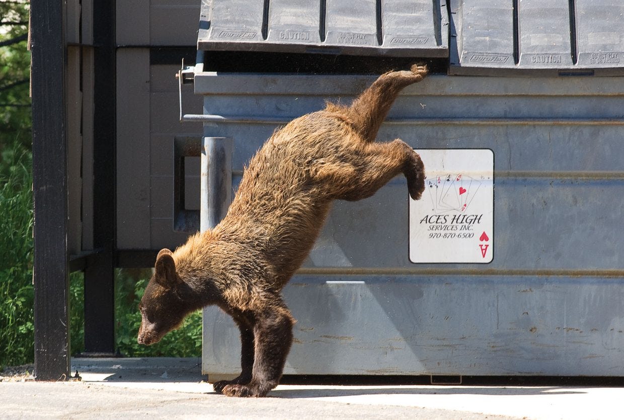 A bear jumping down out of a bin