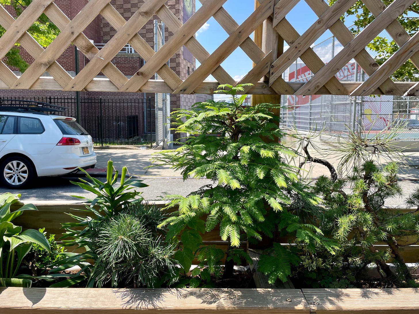 ID: Photo of my outdoor trees in their planter, today.